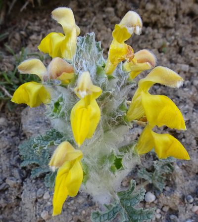 Phlomoides speciosa, photographed by Dag Endresen