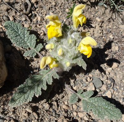 Phlomoides speciosa, photographed by Dag Endresen