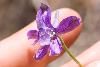 Delphinium parryi, photographed by Ken-ichi Ueda