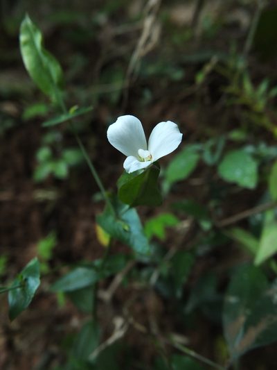Canscora perfoliata, photographed by Siddarth Machado
