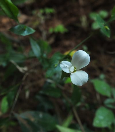 Canscora perfoliata, photographed by Siddarth Machado