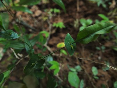 Canscora perfoliata, photographed by Siddarth Machado