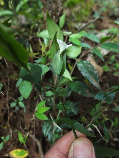 Canscora perfoliata, photographed by Siddarth Machado
