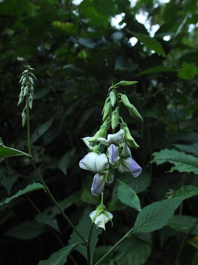 Crotalaria heyneana, photographed by Siddarth Machado