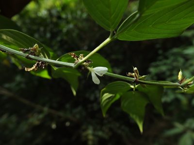 Dendrolobium triangulare, photographed by Siddarth Machado