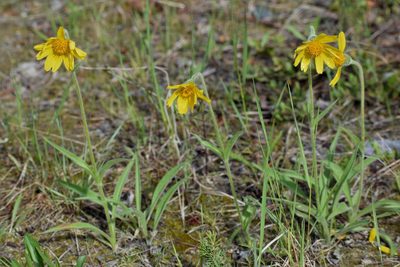 Arnica angustifolia, photographed by Syd Cannings