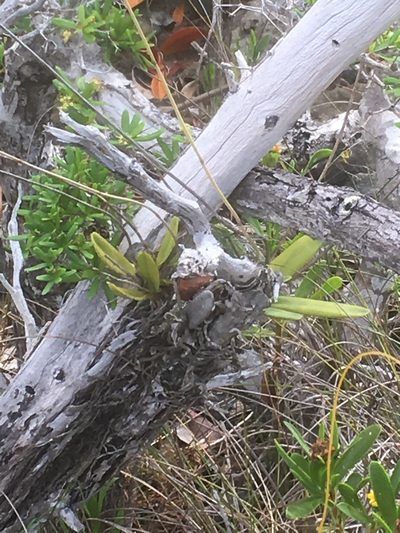 Broughtonia lindenii, photographed by Norman Douglas