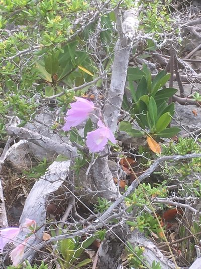 Broughtonia lindenii, photographed by Norman Douglas
