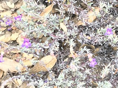 Penstemon californicus, photographed by Sula Vanderplank