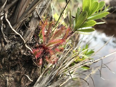 Drosera latifolia, photographed by william_hoyer