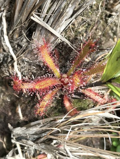 Drosera latifolia, photographed by william_hoyer