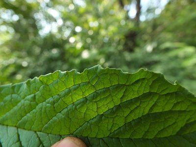 Embelia tsjeriam-cottam, photographed by Siddarth Machado