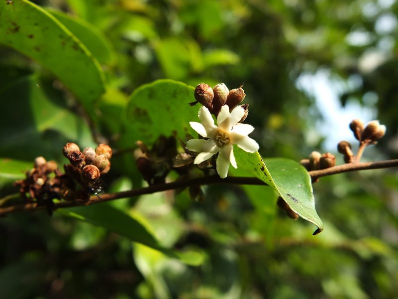 Erycibe paniculata, photographed by Siddarth Machado