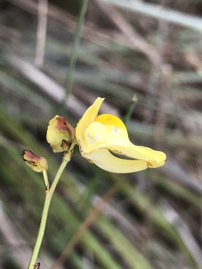 Utricularia hispida, photographed by william_hoyer