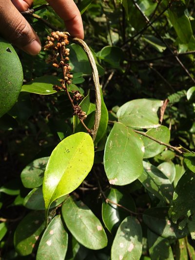 Erycibe paniculata, photographed by Siddarth Machado