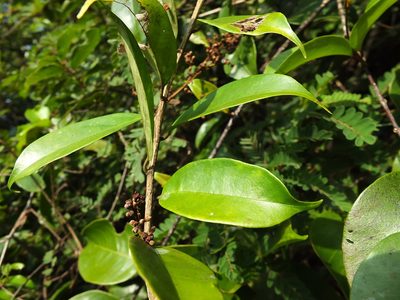 Erycibe paniculata, photographed by Siddarth Machado