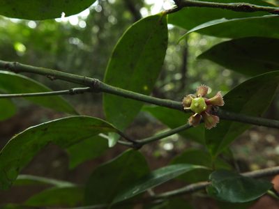 Euonymus indicus, photographed by Siddarth Machado