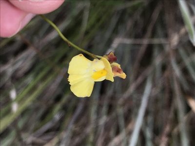 Utricularia hispida, photographed by william_hoyer