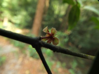 Euonymus indicus, photographed by Siddarth Machado