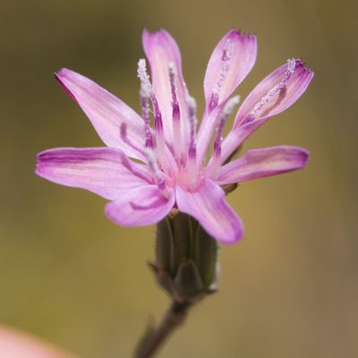 Stephanomeria virgata, photographed by Ken-ichi Ueda