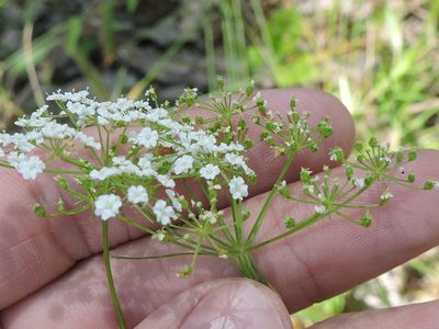 Ptilimnium nuttallii, photographed by Sam Kieschnick