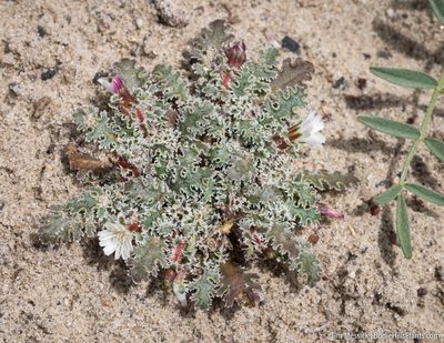 Glyptopleura marginata, photographed by Tim Messick