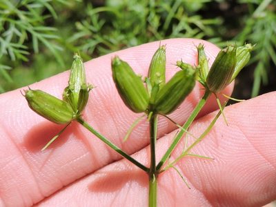 Trepocarpus aethusae, photographed by Sam Kieschnick