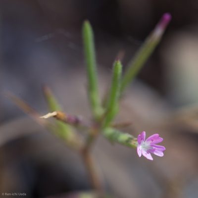 Dianthus nudiflorus, photographed by Ken-ichi Ueda