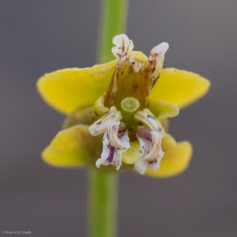 Streptanthus polygaloides, photographed by Ken-ichi Ueda