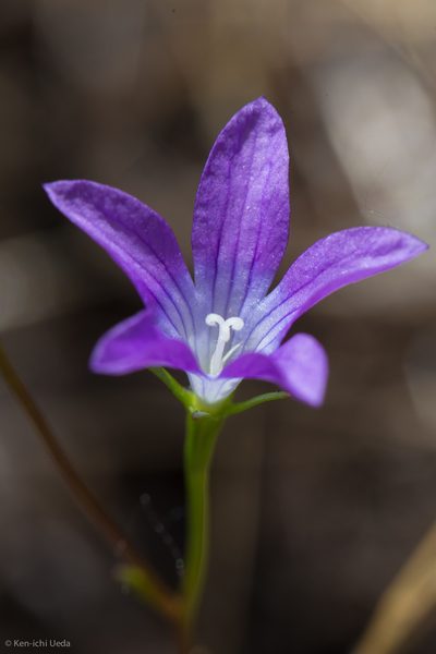 Githopsis pulchella, photographed by Ken-ichi Ueda