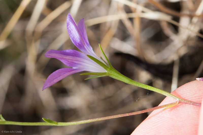 Githopsis pulchella, photographed by Ken-ichi Ueda