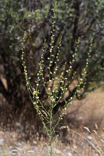 Streptanthus polygaloides, photographed by Ken-ichi Ueda