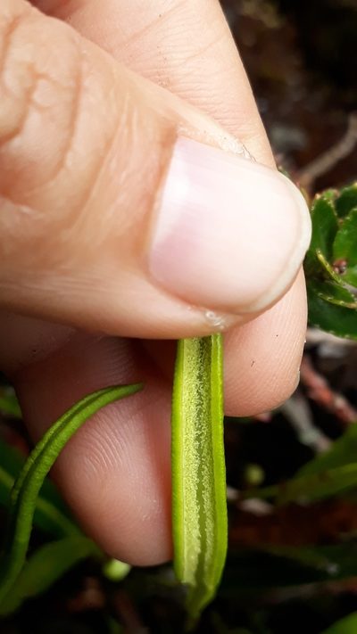 Elaphoglossum gayanum, photographed by Angelica María Batista Morales
