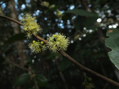 Flacourtia montana, photographed by Siddarth Machado