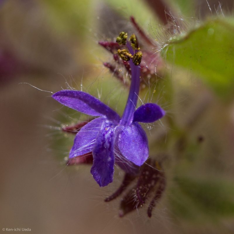 Trichostema rubisepalum, photographed by Ken-ichi Ueda
