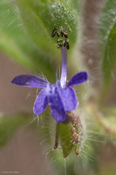 Trichostema rubisepalum, photographed by Ken-ichi Ueda