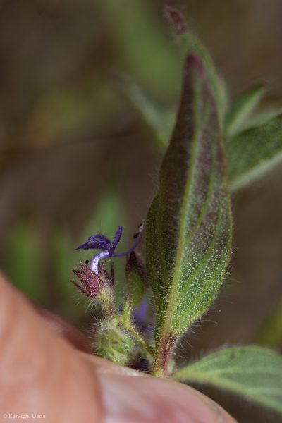 Trichostema rubisepalum, photographed by Ken-ichi Ueda