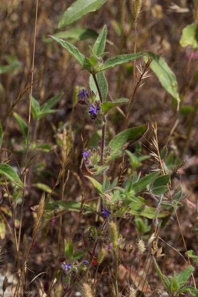 Trichostema rubisepalum, photographed by Ken-ichi Ueda