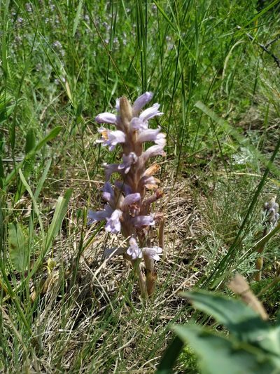 Orobanche caesia, photographed by Christina s.l.