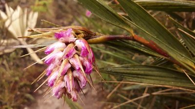 Elleanthus maculatus, photographed by Angelica María Batista Morales