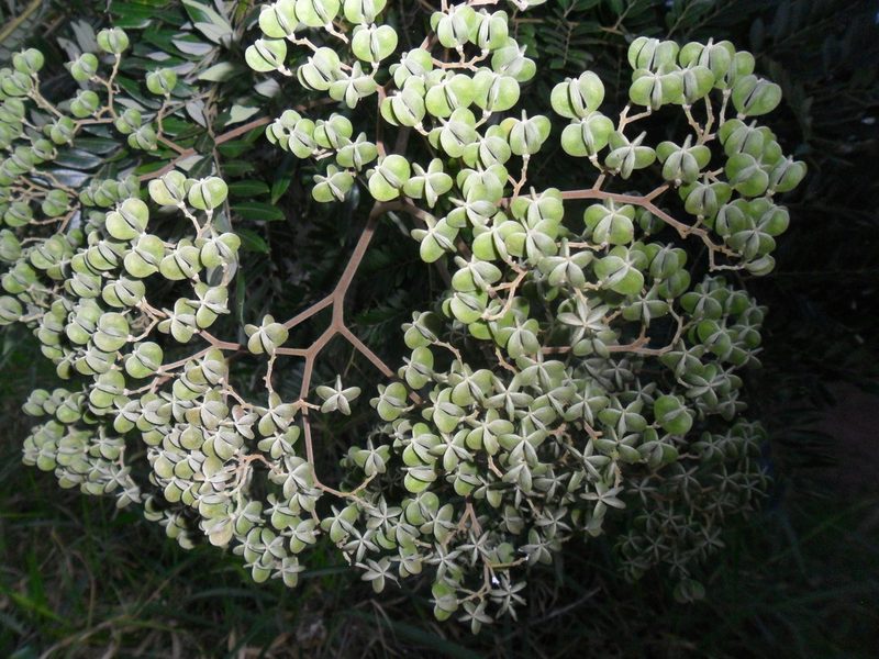 Dictyoloma vandellianum, photographed by Márcia Martins