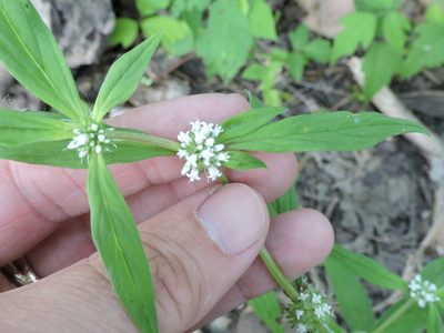Spermacoce glabra, photographed by Sam Kieschnick