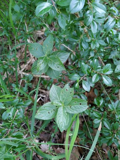 Mercurialis ovata, photographed by Christina s.l.