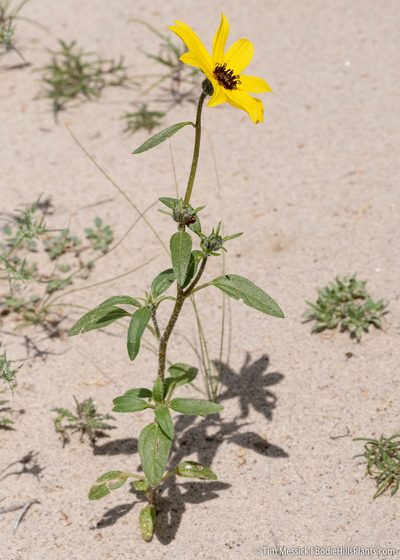 Helianthus deserticola, photographed by Tim Messick