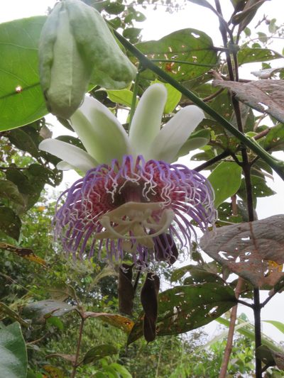 Passiflora nitida, photographed by Vincent A. Vos