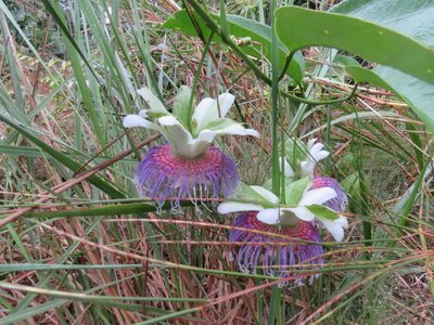 Passiflora nitida, photographed by Vincent A. Vos