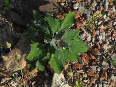 Chenopodium giganteum, photographed by carnifex