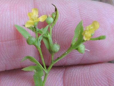 Linum virginianum, photographed by Sam Kieschnick