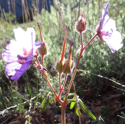 Geranium linearilobum, photographed by Dag Endresen