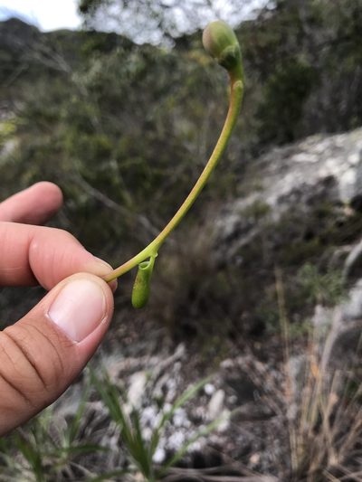 Schwartzia adamantium, photographed by william_hoyer